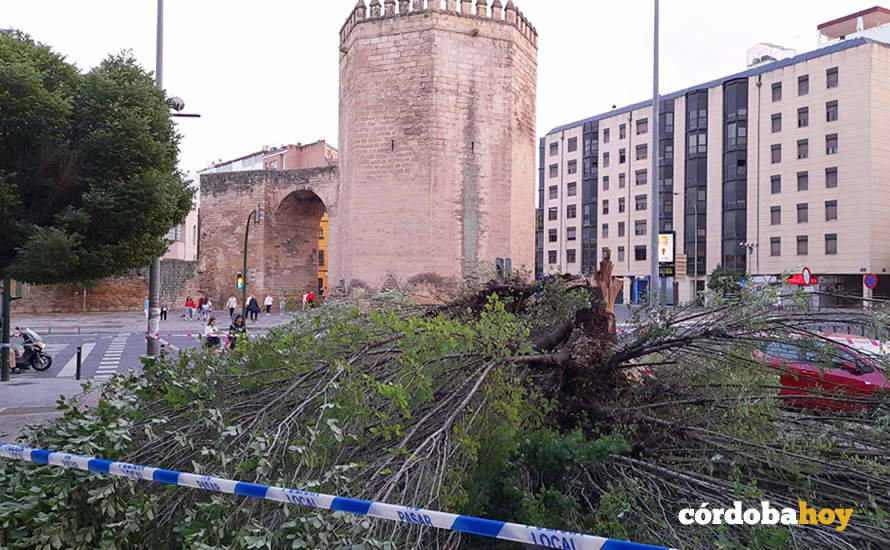 Uno de los árboles caídos esta tarde por la tormenta en Córdoba