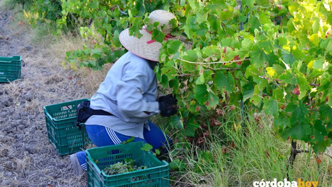 Vendimia en las vi&ntilde;as de Bodegas Robles FOTO BODEGAS ROBLES