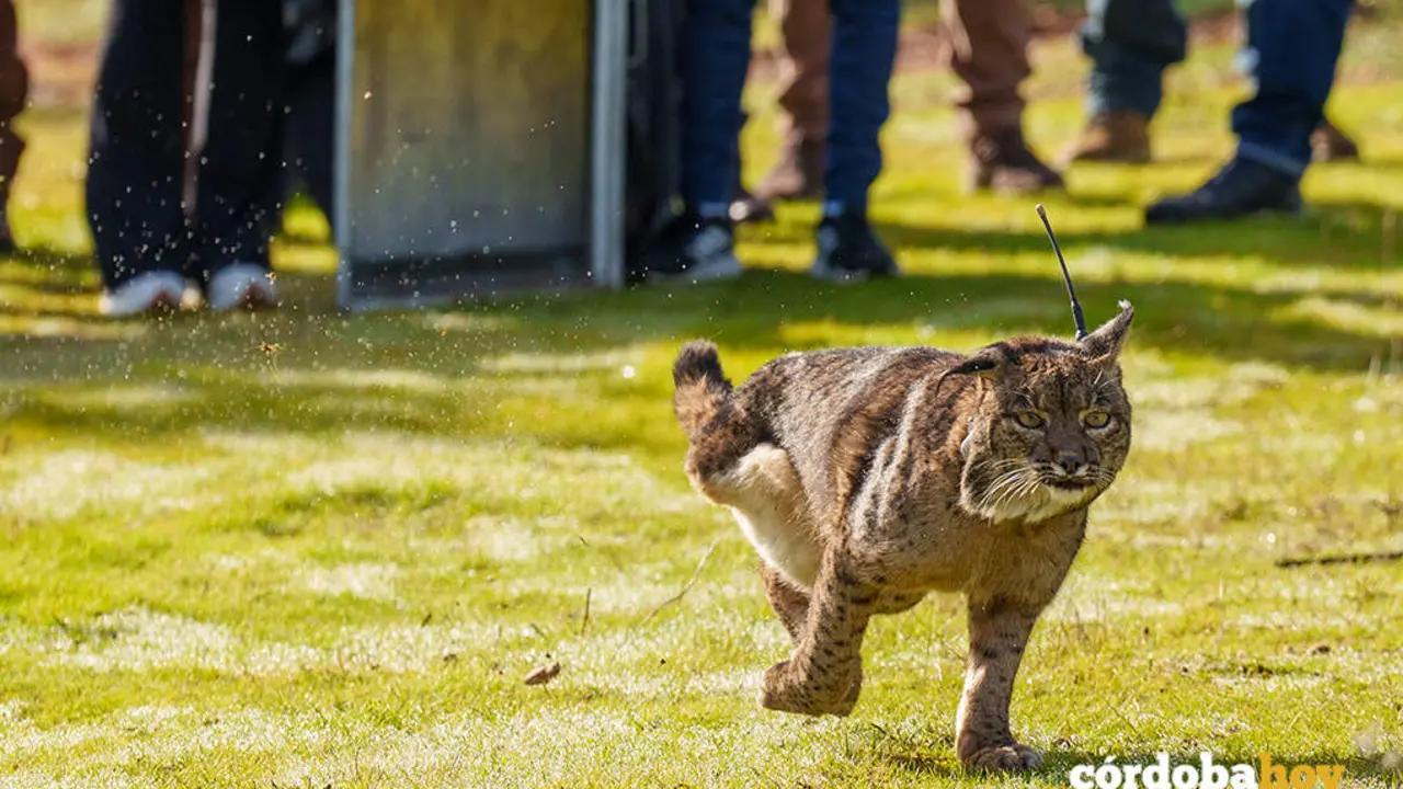 Suelta de la lince ib&eacute;rico Kai en Adamuz FOTO JUNTA DE ANDALUC&Iacute;A