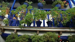 patiosiete