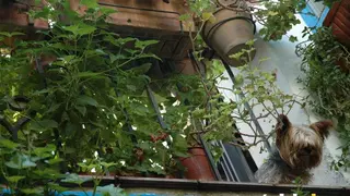 patiucuatro