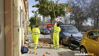 Recogida de naranjas en Ronda de Isasa, en una imagen de archivo de 2017