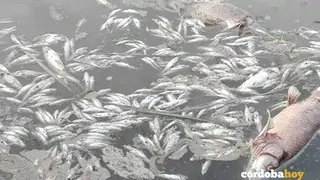peces muertos