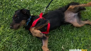 Perro Arca Noe