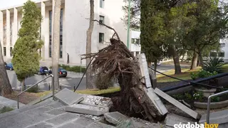 Uno de los &aacute;rboles ca&iacute;dos en el Campus de Rabanales ha levantado parte del pavimento