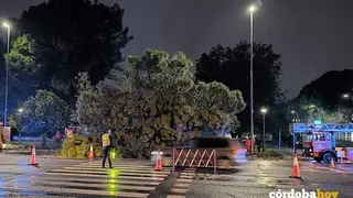&Aacute;rbol ca&iacute;do ayer, s&aacute;bado, en la Avenida de Vallellano FOTO VERDES EQUO