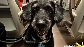 Boro, el perro que tratar&aacute; de localizar ma&ntilde;ana Pacma en la zona del accidente ferroviario, dentro del tren accidentado FOTO PACMA