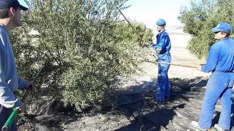 Recogida de aceituna en C&oacute;rdoba en una imagen de archivo