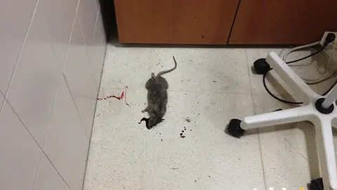 RATA LUCENA