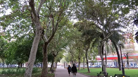 Arboles