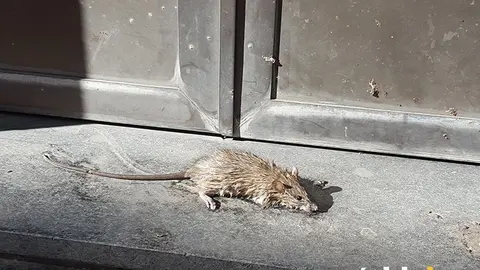 rata