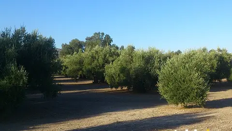 ACEITE DE OLIVA