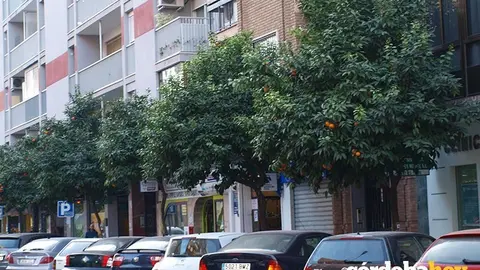 Naranjos urbanos, en una imagen de archivo