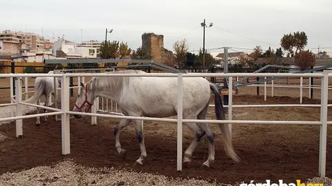Caballos Polic&iacute;a Local