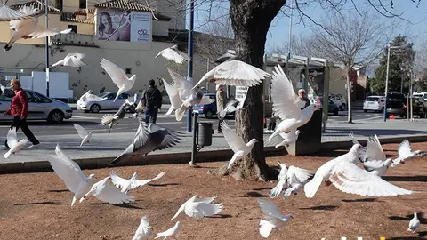 Palomas en C&oacute;rdoba