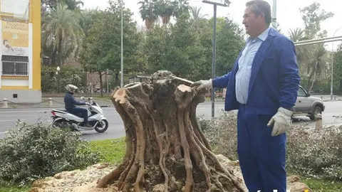 Olivo de la Diputaci&oacute;n podado