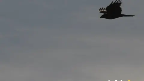 Estudio ornitolog&iacute;a aves