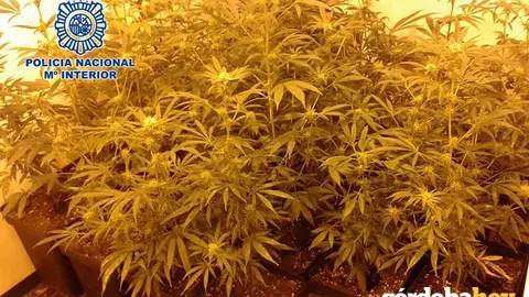 Marihuana