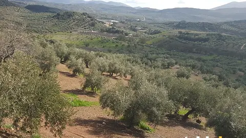 Olivar de la Subb&eacute;tica Cordobesa