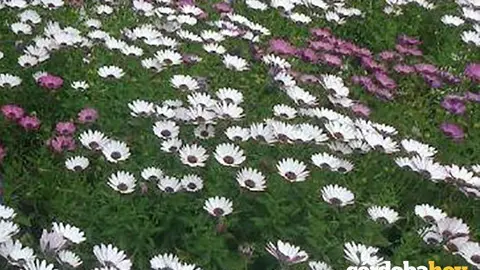 Flores 1