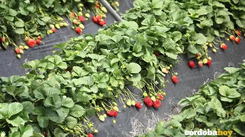 Investigaci&oacute;n de la UCO con fresas