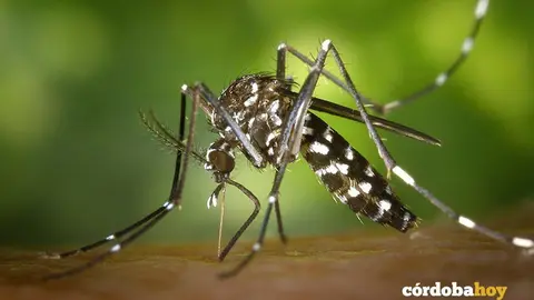 mosquito tigre