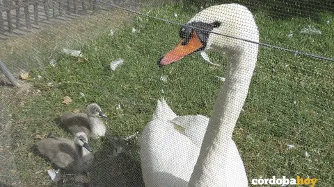 Cisne en el Zoo de C&oacute;rdoba