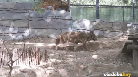 ZOO 3