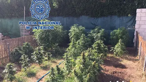 plantacion maria