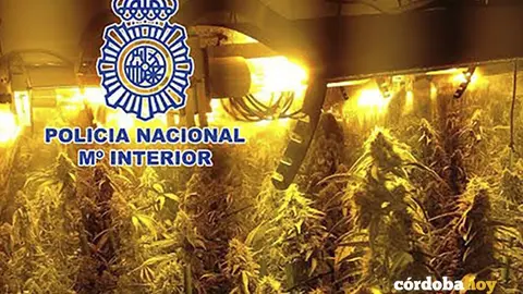 Plantaci&oacute;n de marihuana en Montilla, en una imagen de archivo