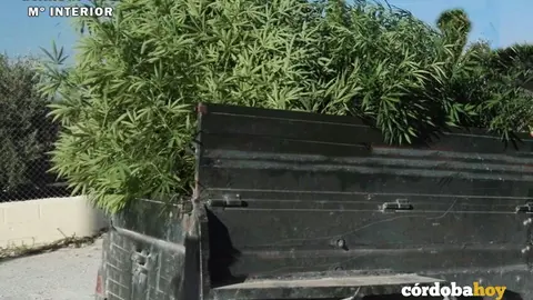 Marihuana