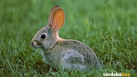 Conejo de campo