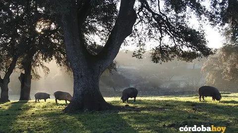 Cerdos ib&eacute;ricos en una dehesa