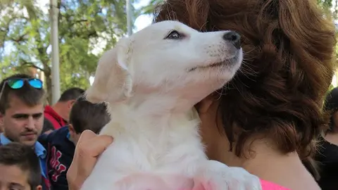 Los perros son mascotas habituales en C&oacute;rdoba, imagen de archivo