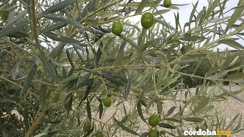aceituna olivar lucena