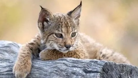 Cachorro de lince