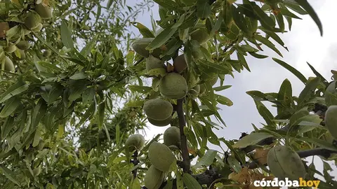 almendras