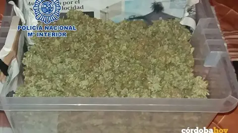 marihuana poli