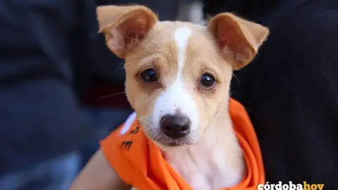 perro adoptado