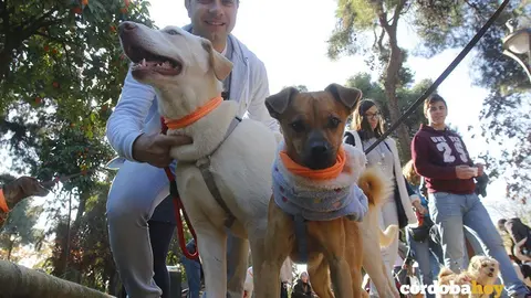 adopcion perros 3