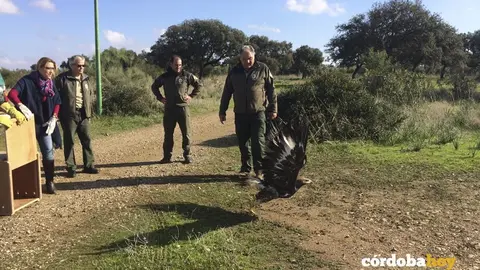 Suelta de un &aacute;guila del CREA Los Villares en Guadalc&aacute;zar
