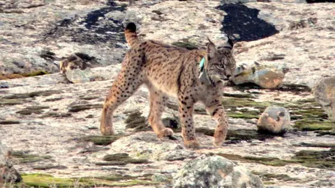 Lince ib&eacute;rico