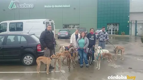 galgos