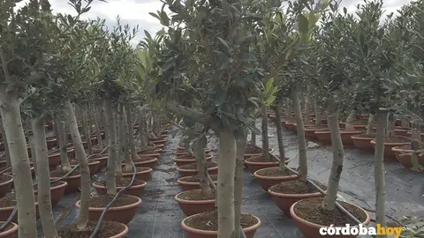 olivos Montemayor peque&ntilde;os