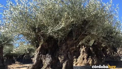 OLIVO 2