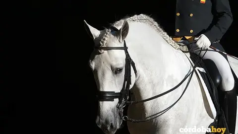 caballo de pura raza