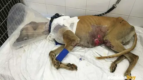 galgo jack veterinario