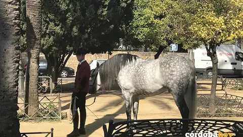 Caballos en el Alc&aacute;zar de los Reyes Cristianos de C&oacute;rdoba