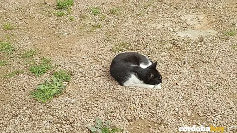 gato templo 1