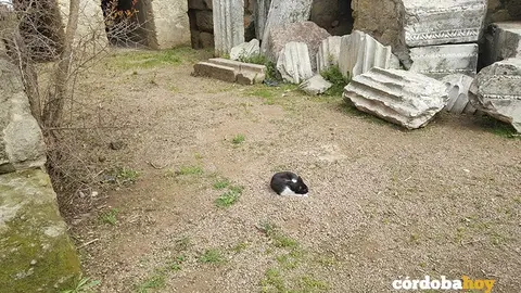 gato templo